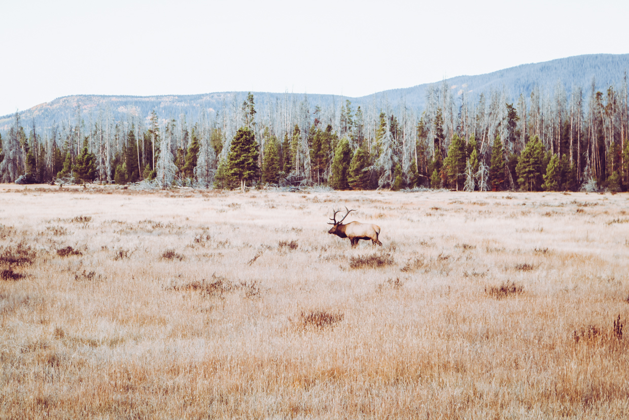 a bull moose in a meadow in colorado