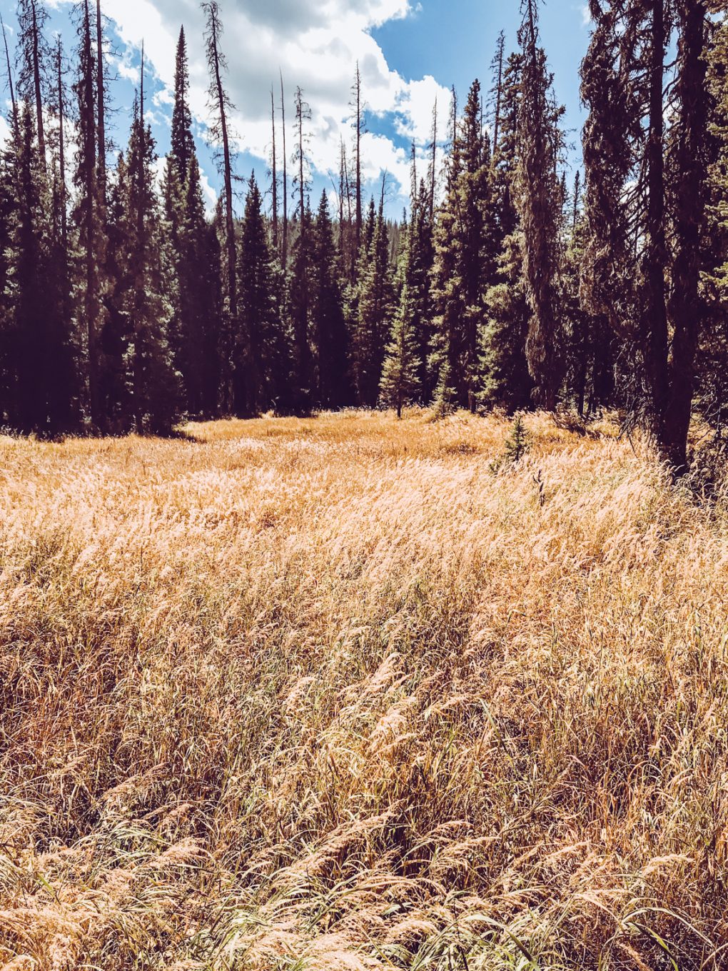 open meadow in the colorado mountains