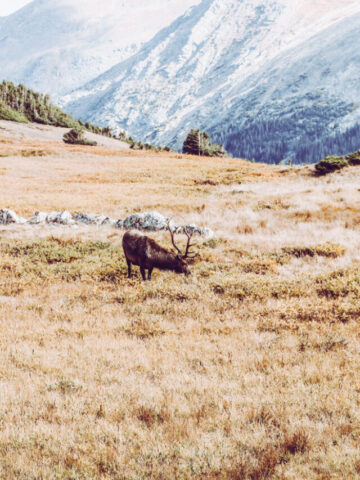 cropped-colorado-elk-hunting-4-1.jpg