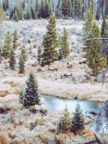 cropped-colorado-elk-hunting-5.jpg