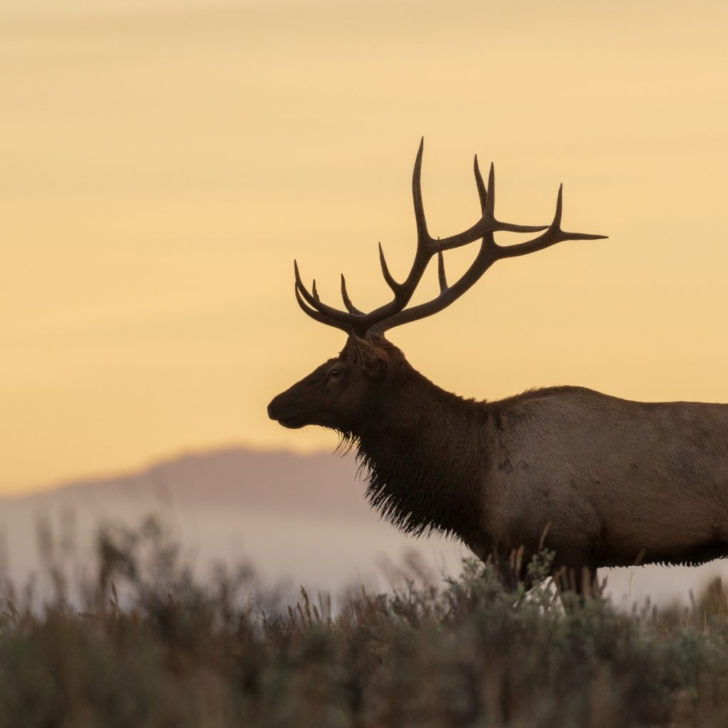 Elk in Colorado