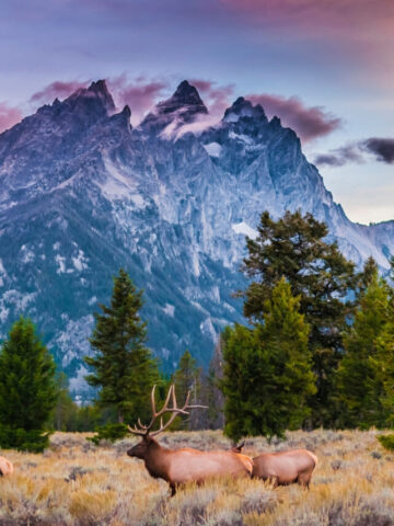cropped-elk-hunting-seasons-in-colorado-featured.jpg