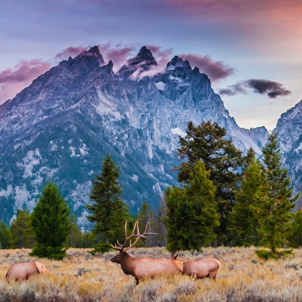 elk hunting season in colorado